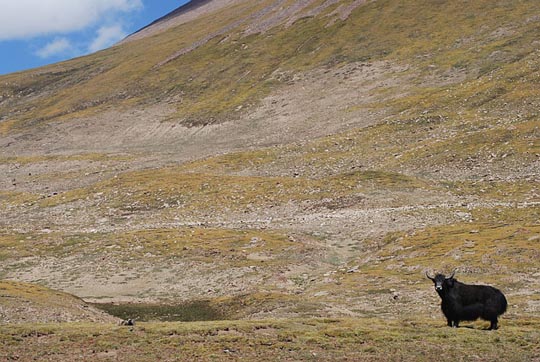 Da schau her: Yak in der Golok-Präfektur